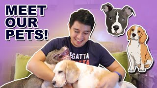 MEET OUR PETS + HEALTHY DOG FOOD RECIPE | Pinoy ByaHeroes