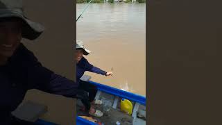 Cận cảnh kéo cá nước chảy#shorts #cauca #fishing