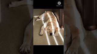 Labrador Retriever dog big head home friendly dog🐶🐕