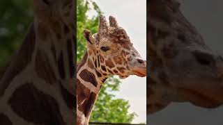 🦒Старейший жираф Самсон вышел в уличный вольер в Московском