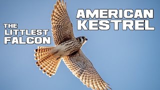 The LITTLEST Falcon - American Kestrel - Animal a Day