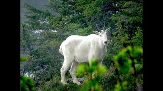 2017-07-13 Sauk Mountain near Rockport