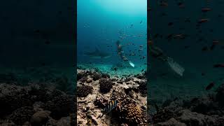 Diving with a tiger shark 🦈