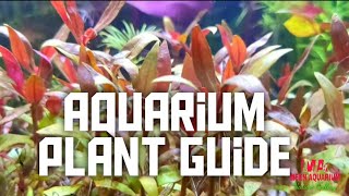 Aquarium Plant Guide| Alternanthera Reineckii Mini