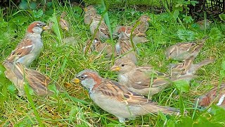 House Sparrows Frolic on Green Grass Under a Bush [4K]