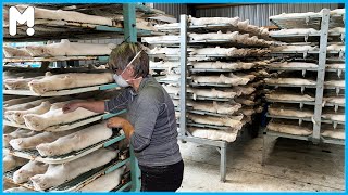 Modern Mink Farming Technology - Fur Farming and Processing Factory - Minks Farming in Europe