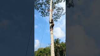 Cara baru memanjat pohon #tukangkayu