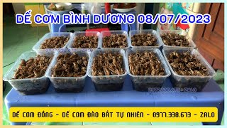 Bình Dương - Bán Dế Cơm Đồng Tự Nhiên Thiên Nhiên - 0977.338.673 - ZALO 08/07/2023