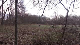 Turkey hunting day #1