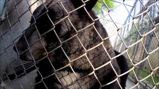 Three bears at Buttonwood park Zoo