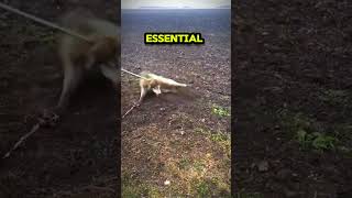 Timber Wolf Get Saved From Desperate Situation🤯🤯  #animalshorts #animalrescue #shortsfeed