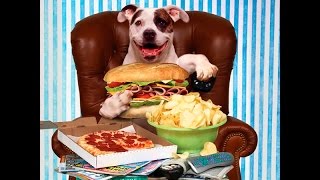 Slow Feed Dog Bowl The Secret Life of Pet - Eating So Fast | How To Slow Your Dogs  Eating Time