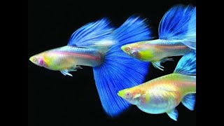 Blue Topaz Guppy Fish