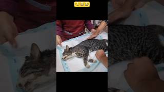 Goodbye poor cat😢 || My heart is so sad😢