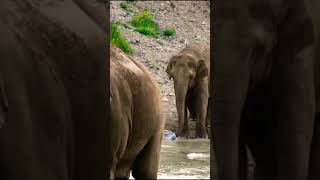 Elephants MOVIE on River