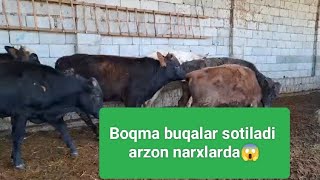 Boqma buqalar sotiladi 7 600 000 mingdan boshlanadi.Arzonchi aka 994903344