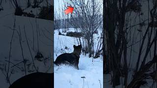 ОВЧАРКА🐾ДОСТАНЕТ⁉️🐾