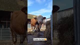 Friendly Bull Eating Silage / Happy Cow / Hereford #farmanimals #farmshorts #cutecows #gentlegiants