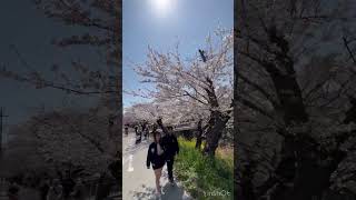 Sakuras (Flores de Cerejeiras) Japão