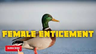 Mallard Duck Hunting Call - Female - Free Download