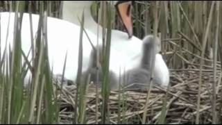 Swans Nest