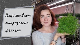 Как прорастить семена фенхеля на #микрозелень и #бебизелень #ильинскиепроростки #семенаильинские