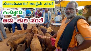 Traders of the flock: Shepherd's tales in Kittur sheep market