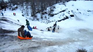 pajaro en la nieve