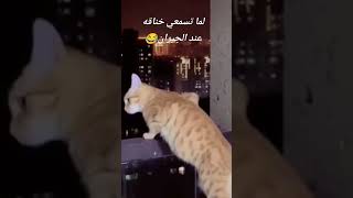 خناقة الجيران احلى جيران