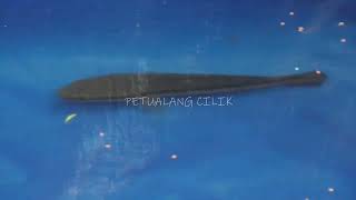 UNBOXING IKAN TOMANG SULTAN DAN TOMANG MILENIAL