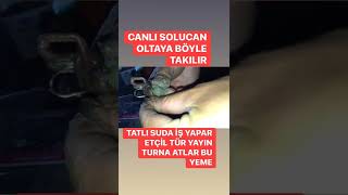 CANLI SOLUCAN OLTAYA BÖYLE TAKILIYOR