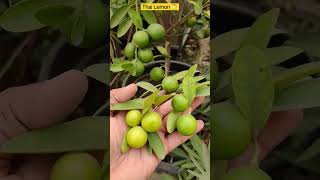 Thai lemon | Grow Lemons in Pots #lemon #lemons #nimboo #lime #containergardening #urbangardening