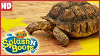 Splash'N Boots | Little Ray Tortoise | Funny Show for Kids!