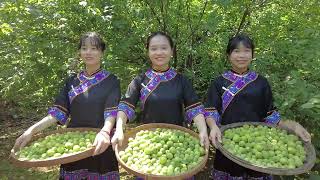 The green plums in Cangwu County, Wuzhou entered the picking season.