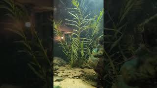 Amia calva (bowfin) in my 180g biotope and potamogeton robbinsii! loving this new plant!