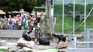 Liberec : Krmení tuleňů v Liberecké ZOO