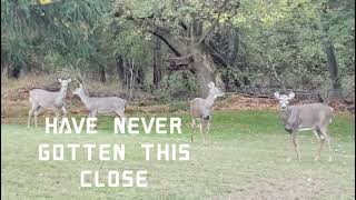 Whitetail Lunch