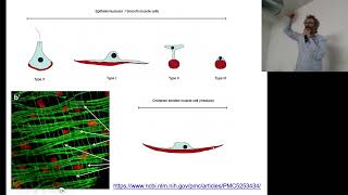 BCT_A_Tessuto Muscolare Introduzione Evolutiva