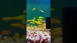 Zebra Fish || জেব্রা ফিস #zebra #zebrafish #shortvideo #fish #ytshorts #shorts