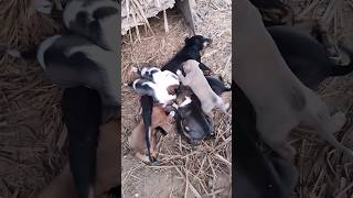 🫵🏻🫵🏻❤️🐶🐶🐶6 New baby's born 👍🙏 #viral #dog #doglover #viralshort #tranding #sorts #shorts #dog puppy