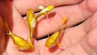 Nuôi dòng full gold đơn giản | Khu cá bên hiên nhà Đức Đỗ Guppy Farm