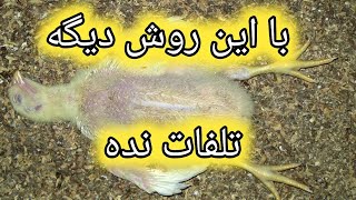 درمان مرگ ناگهانه جوجه , سکته جوجه گوشتی , کاهش تلفات مرغ , آموزش مرغداری