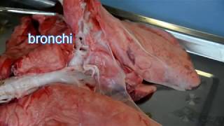 Structure of pig lung