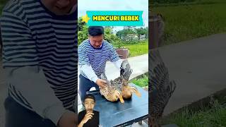 MENCURI BEBEK #funny #dubbing #shorts