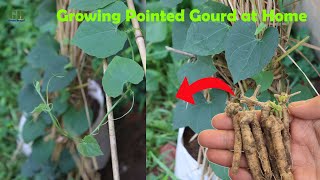 Growing Pointed Gourd or Parwal at Home