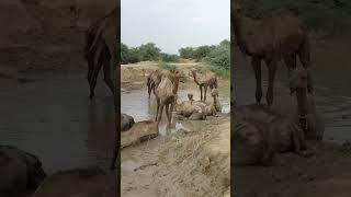 ਊਠ ਮਾਰੂਥਲ ਵਿੱਚ ਪਾਣੀ ਦੇ ਹੇਠਾਂ ਬੈਠੇ ਹਨ।  Camels are sitting under water in the desert.