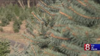 Is the drought impacting Connecticut's Christmas trees?