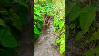 German shepherd play in water #viral #trending #short #ytshort