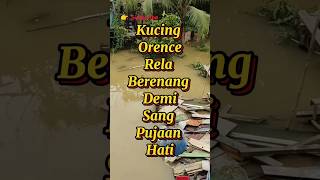 Kucing Berenang Demi Sang Pujaan Hati