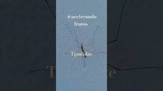 #Pernilongo gigante#tipulidae#mosquito não se alimenta de sangue#benificios#natureza#shorts 🇧🇷